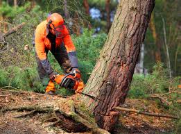 How Our Tree Care Process Works  in White Island Shores, MA